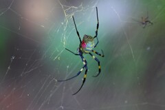 用水路・恒例のジョロウグモ♀