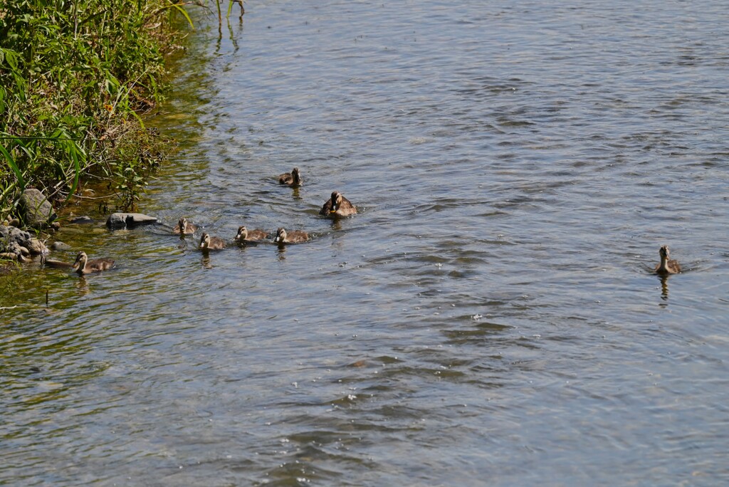 K川・下流域のカルガモ7羽のひな親子
