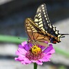 K川下流域沿道・百日草にキアゲハ