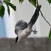 オナガ・吊り輪から着地へ・・