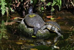 K川中流域・葉っぱを乗せクサガメに成りすます