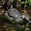 K川中流域・葉っぱを乗せクサガメに成りすます