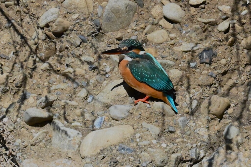 K川・上流域のカワセミ♀ 