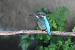 用水路・カワセミ♀若..