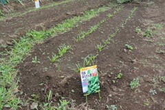 菜園・日本ホウレンソウ（10月22日）