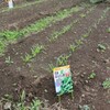 菜園・日本ホウレンソウ（10月22日）