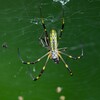 用水路・少し大きくなったジョロウグモ♀