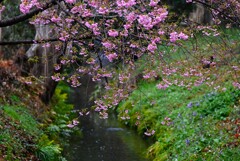 用水路・春の足音