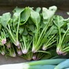 菜園・ホウレンソウ今季初収穫