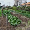 菜園・北区画の全景