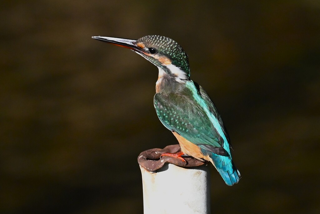用水路・カワセミ♀若鳥 