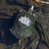 都内S川・大物クサガメ