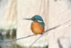下流の枝でカワセミ♂