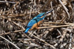 2月28日 (Ｋ川・上流のカワセミ♂飛び出しか)