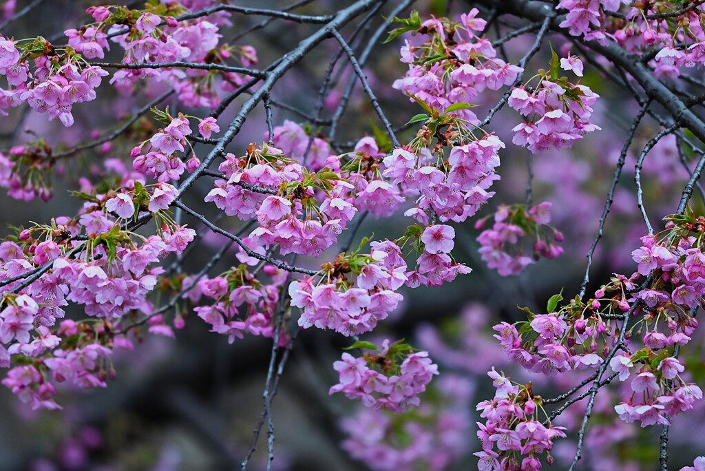 用水路・河津桜