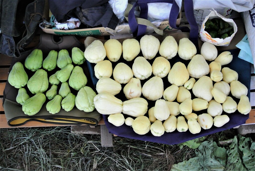 11月1日・ハヤトウリ収穫