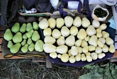 11月1日・ハヤトウリ収穫