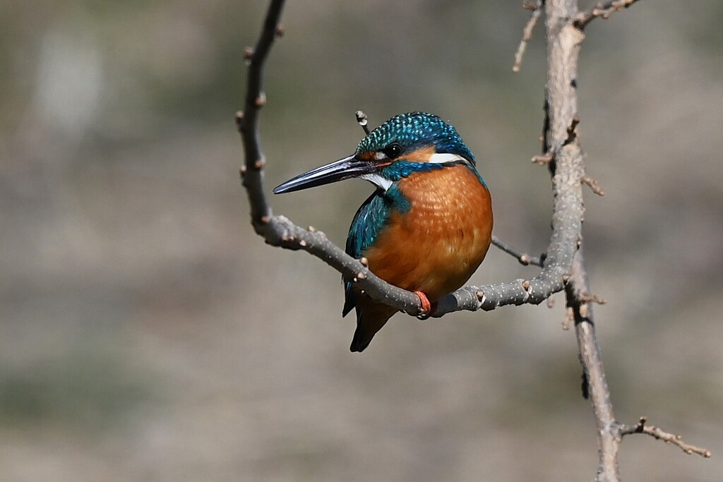 Ｋ川中流域・カワセミ♂ブランコ枝で・・ 