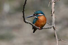 Ｋ川中流域・カワセミ♂ブランコ枝で・・ 