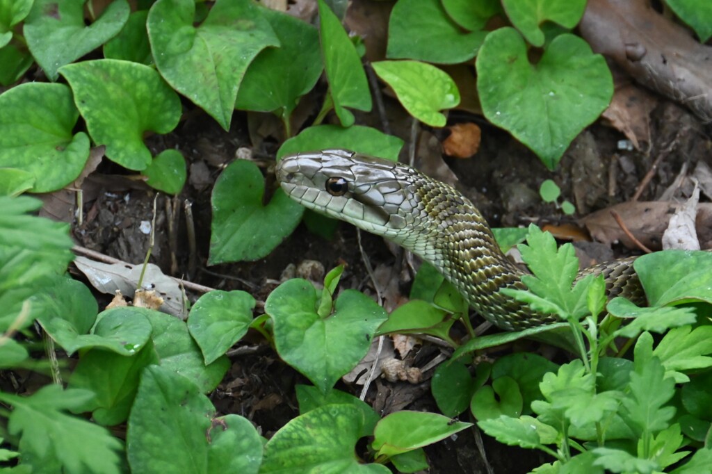 アオダイショウ