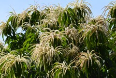 K川沿道・栗の花開花