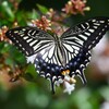 K川下流域沿道・アベリアにアゲハチョウ 