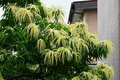 K川下流域・沿道脇のクリの花が満開に・・