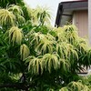 K川下流域・沿道脇のクリの花が満開に・・