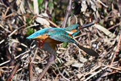 K川上流域・カワセミ♂飛び出し