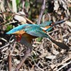 K川上流域・カワセミ♂飛び出し