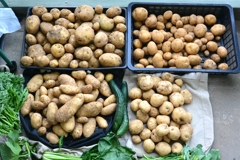 左上からキタアカリ・インカのめざめ・メイクイーン・ダンシャク