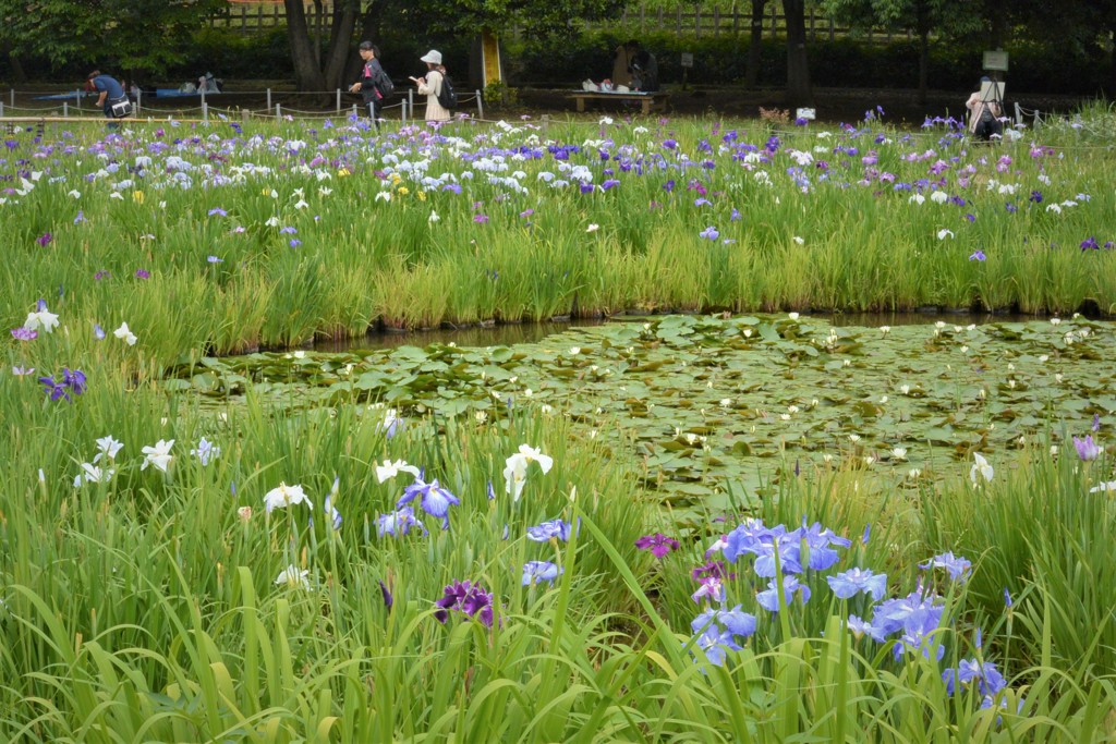 花菖蒲園