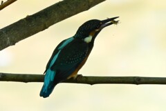 K川・中流域のカワセミ♂幼鳥エビを食べる