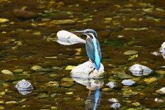 K川・カワセミ♀若