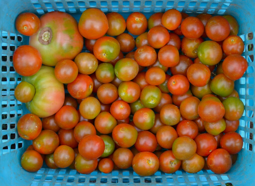 菜園・6月、ミニ、中玉、大玉トマト収穫