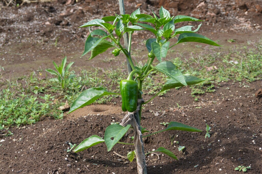 菜園・5月21日、ピーマンの実が生った