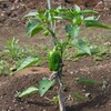 菜園・5月21日、ピーマンの実が生った