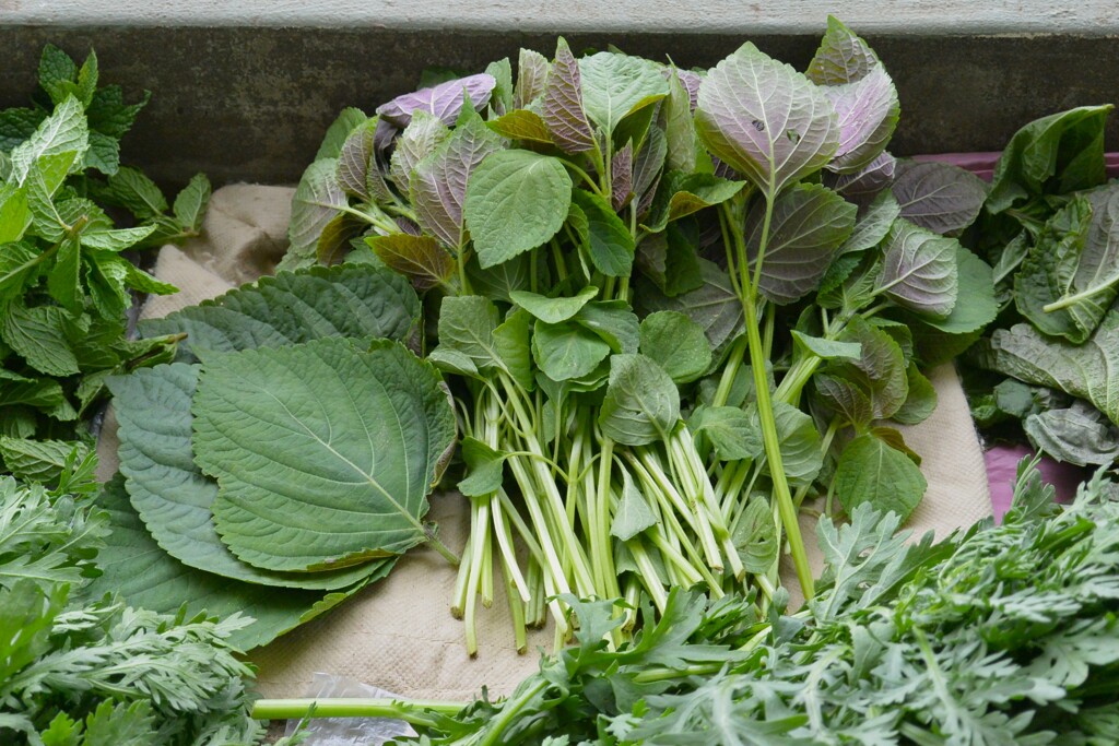 菜園・葉物野菜そろそろ盛期に・・