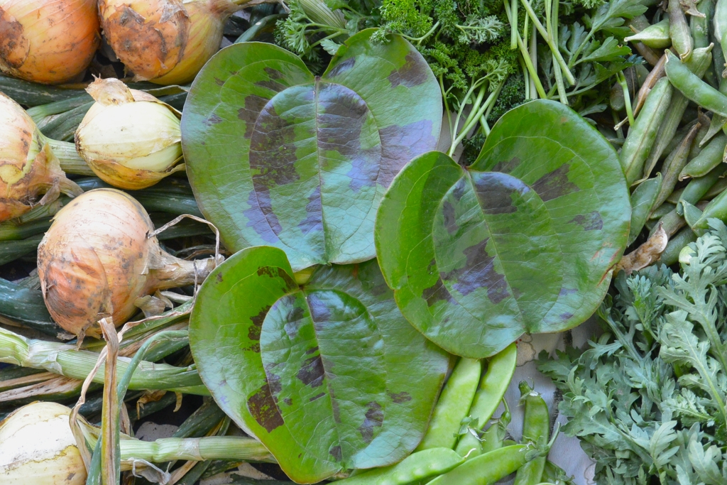 菜園・5月29日、サルトリイバラの葉