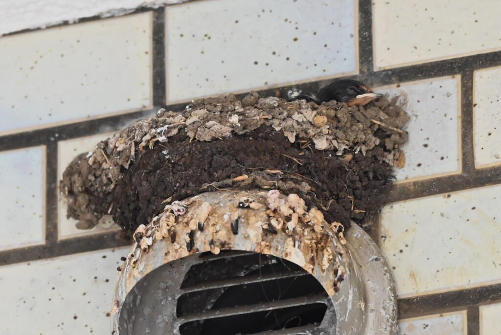 ツバメ・3羽居たひなが1羽に・・