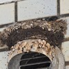 ツバメ・3羽居たひなが1羽に・・