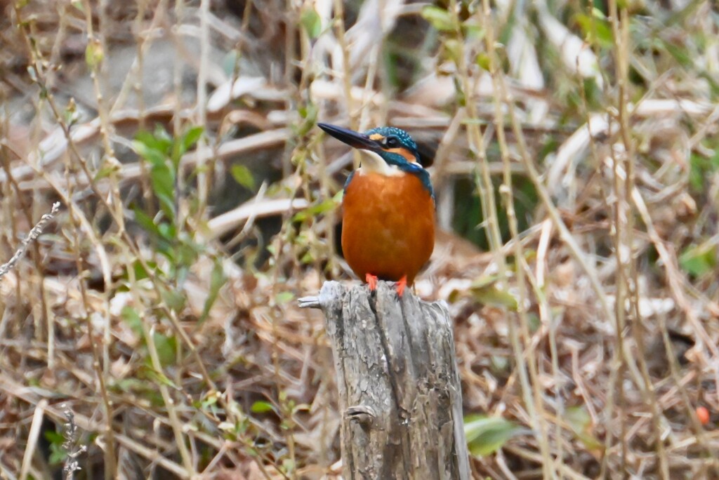K川・上流のカワセミ♂（杭の上で・・）