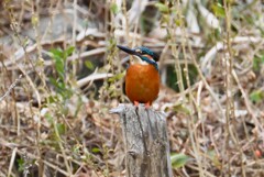 K川・上流のカワセミ♂（杭の上で・・）