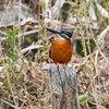 K川・上流のカワセミ♂（杭の上で・・）