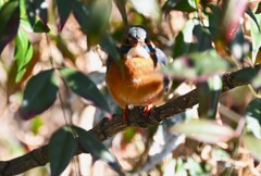 2月22日 (用水路・いつも隠れるカワセミ♀)