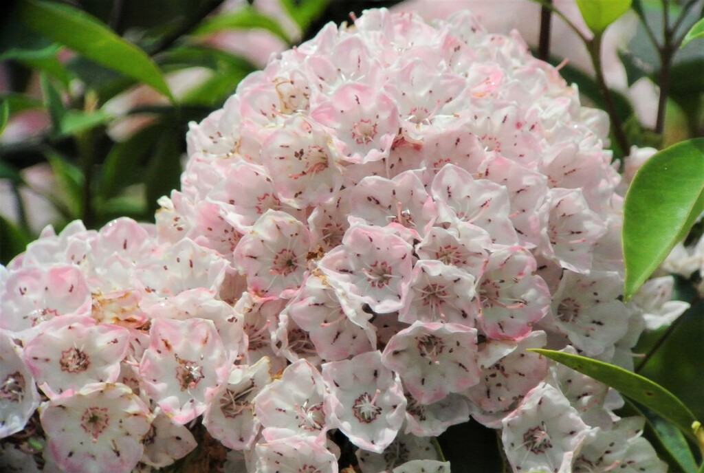 満開のカルミア