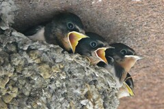 ツバメ観察・4羽のひなたち 