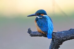 Ｋ川中流域・カワセミ♂若