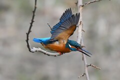 K川中流域・カワセミ♂お気に入りのブランコ枝で・・