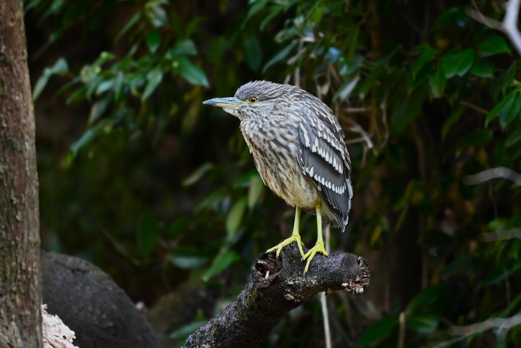 都内公園・ホシゴイ